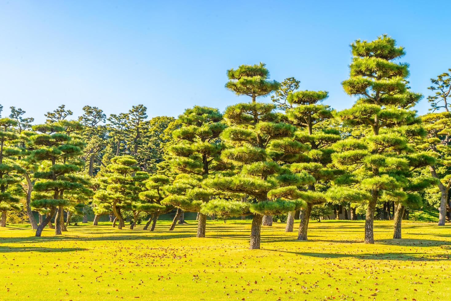 Árboles bonsai en el jardín del palacio imperial en la ciudad de Tokio, Japón foto