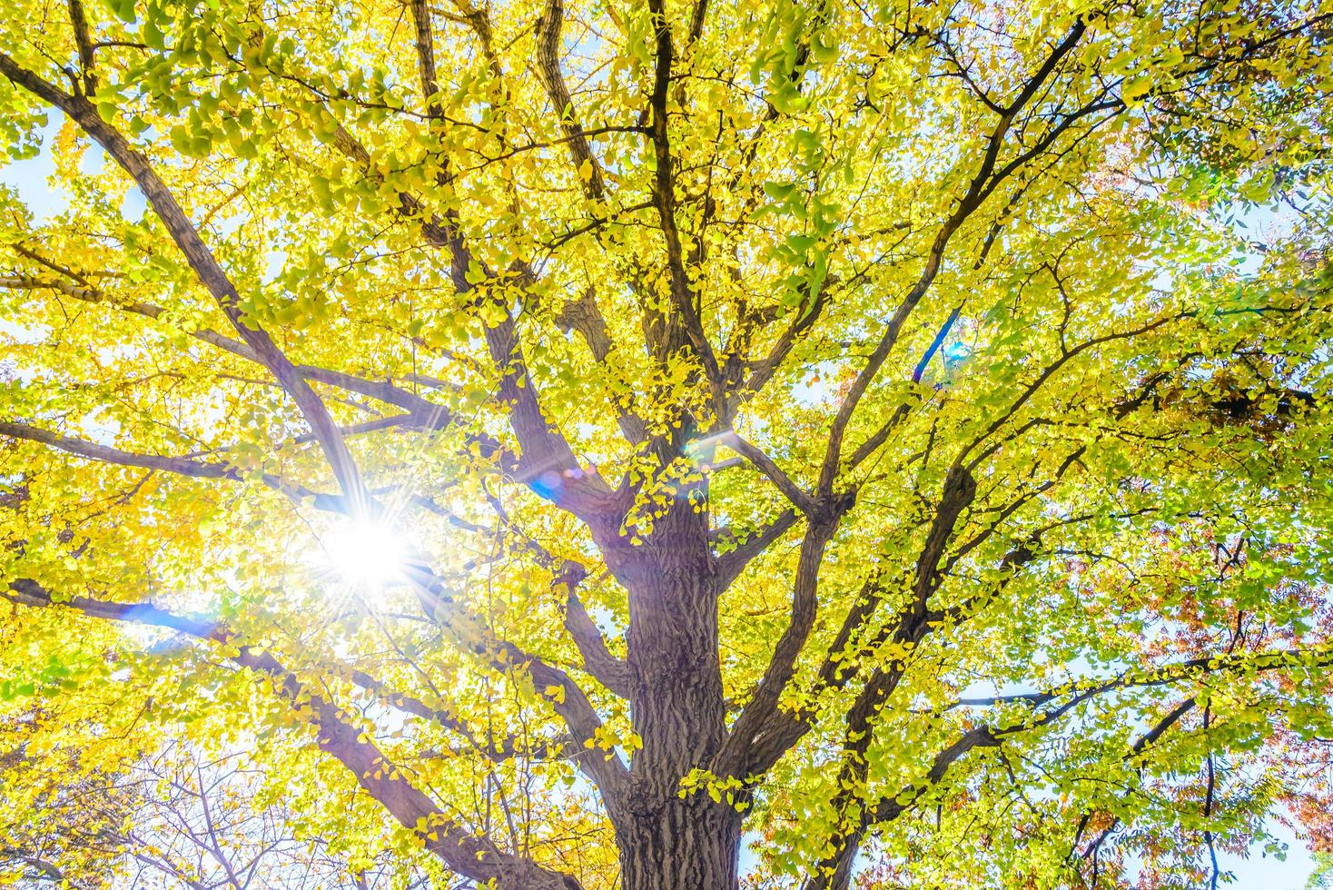 Yellow ginkgo tree in Tokyo photo