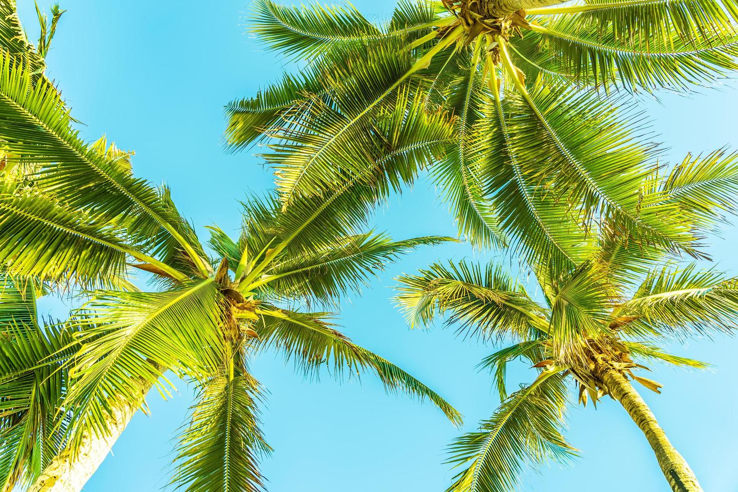 Beautiful tropical palm trees photo