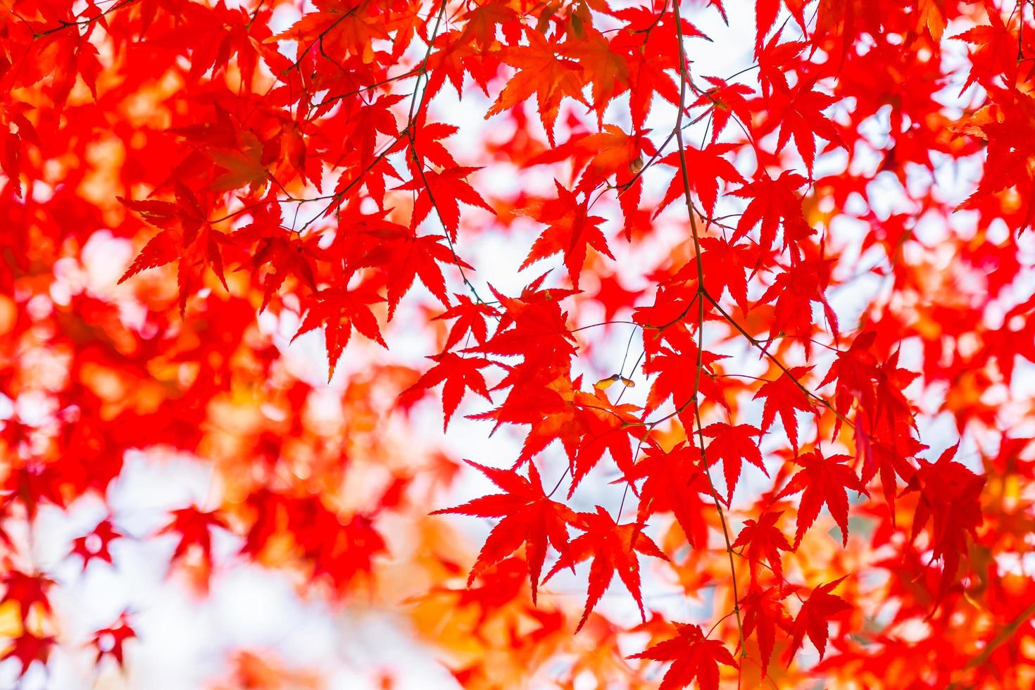 hermosas hojas de arce rojo foto