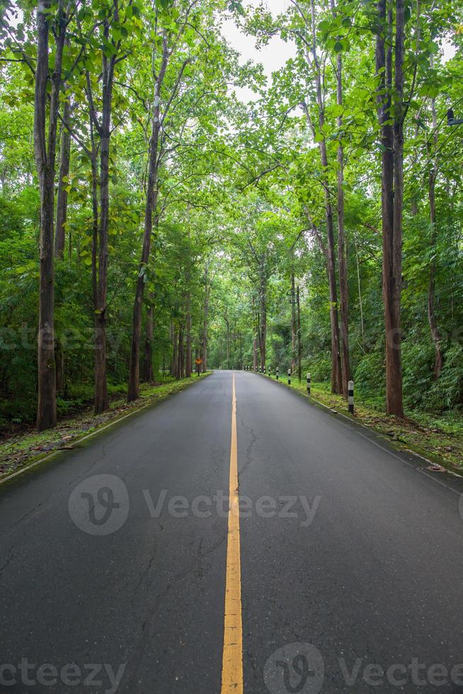 Road through a green forest photo