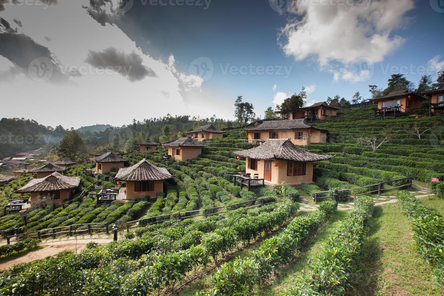 Village and green tea fields photo