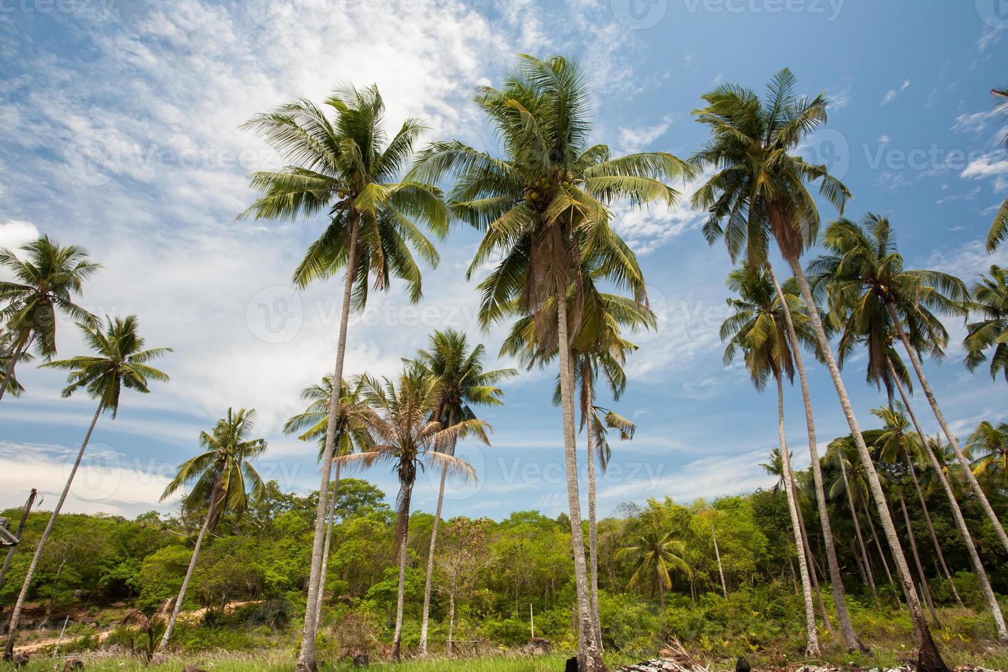 Palm trees and blue sky photo