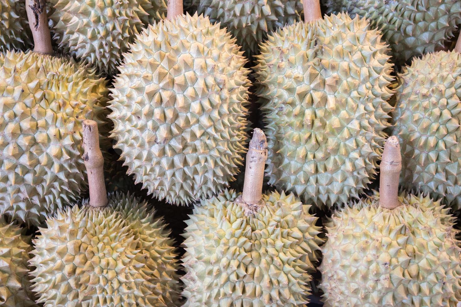 Group of durian fruit photo