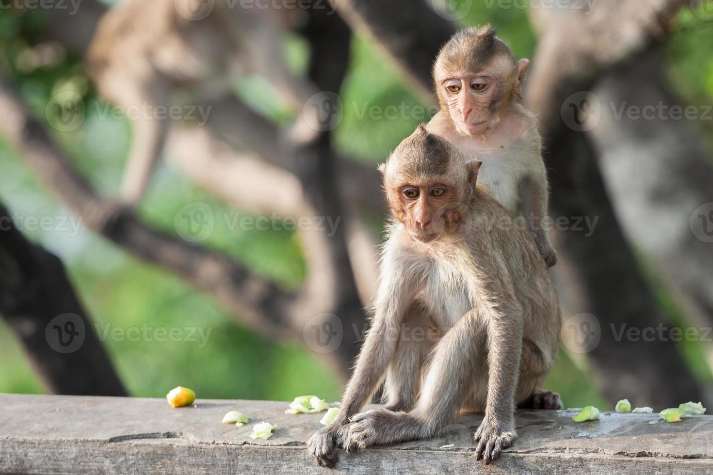 Two monkeys on a fence photo