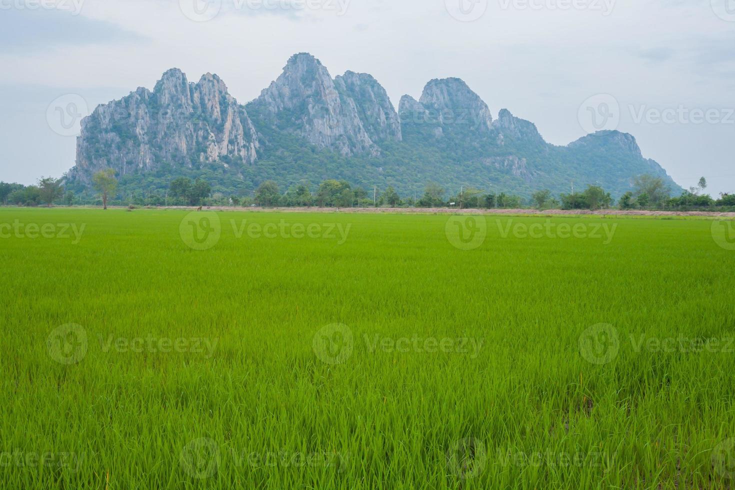 Rice field and mountains photo