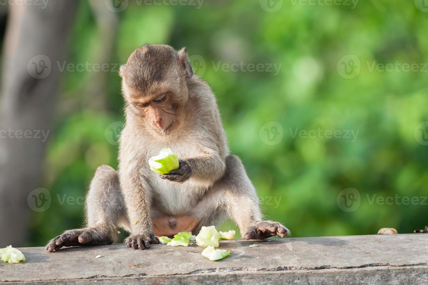 mono comiendo fruta foto
