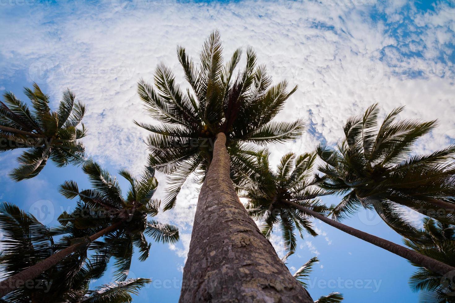 Palm trees in the sky photo