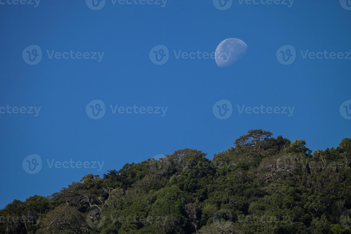 Moon and trees photo