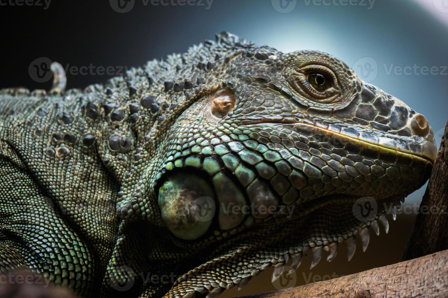 primer plano de una iguana foto