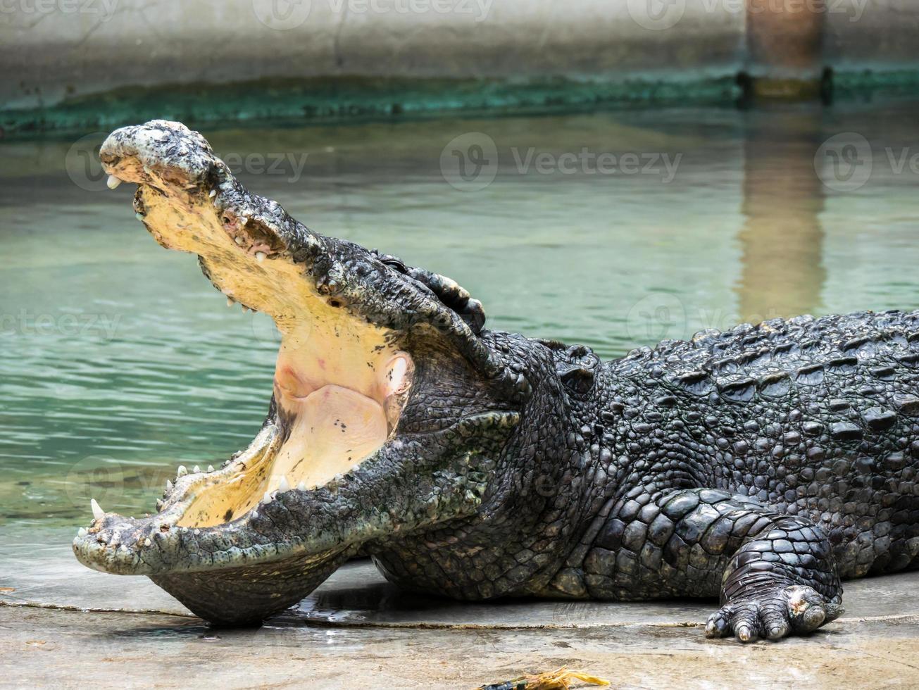 Crocodile with an open mouth photo