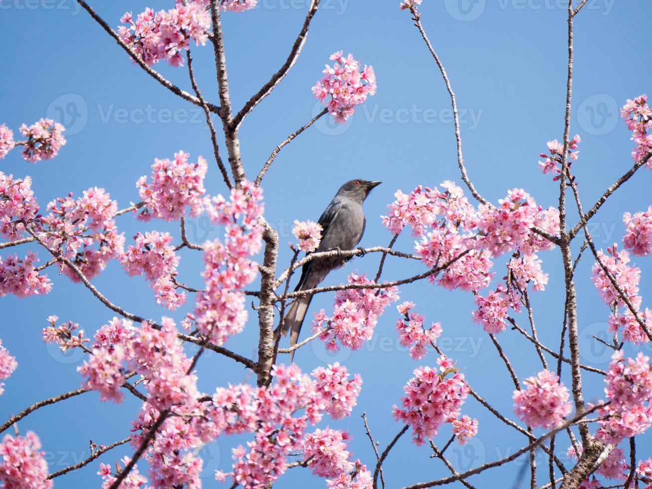 Bird perched on pink blossom tree photo