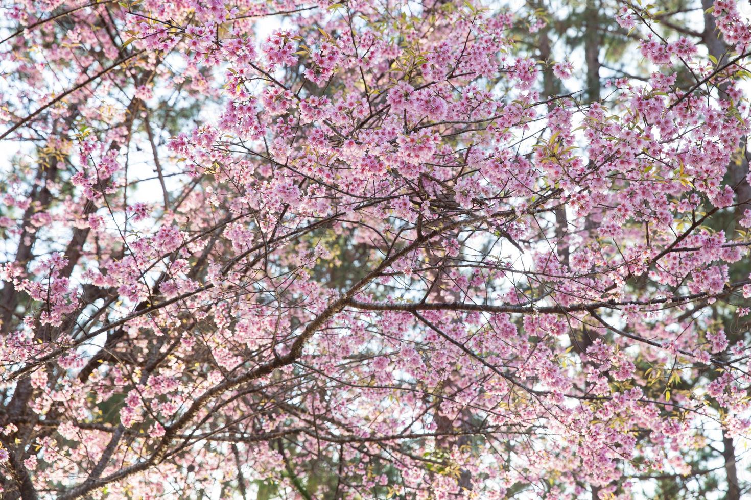 Pink blossom tree photo