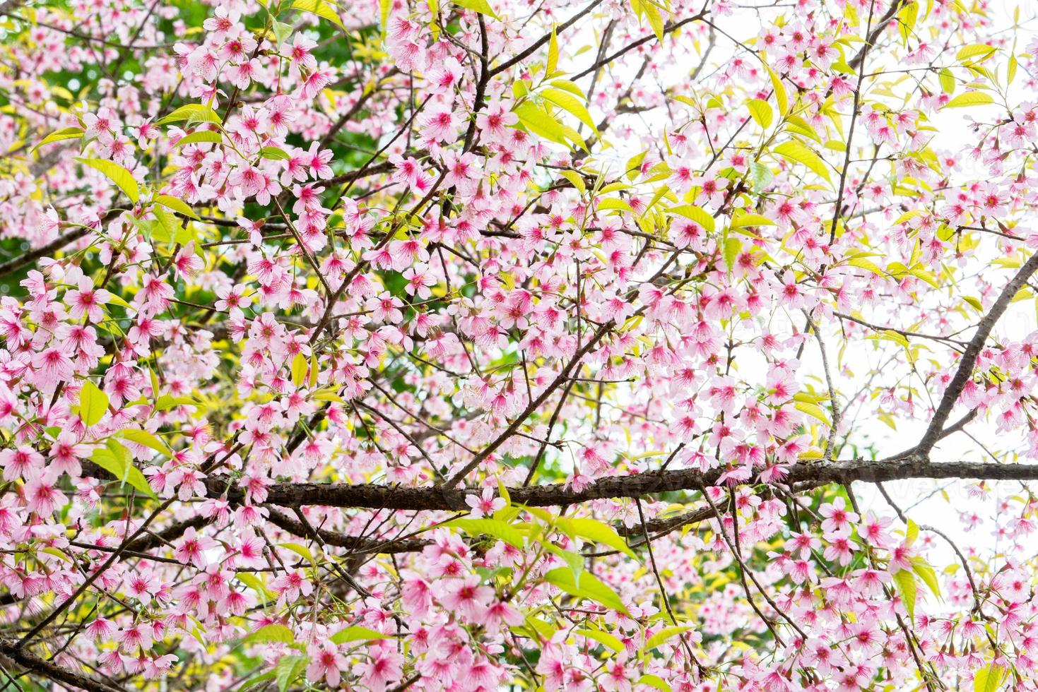 Pink flowers on a tree during the day photo
