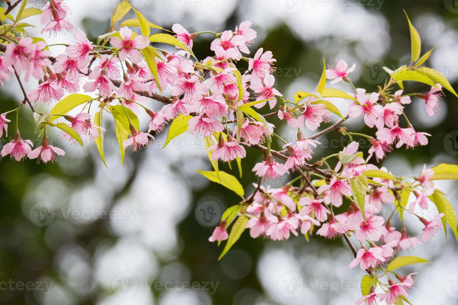 Pink blossoms on a branch photo