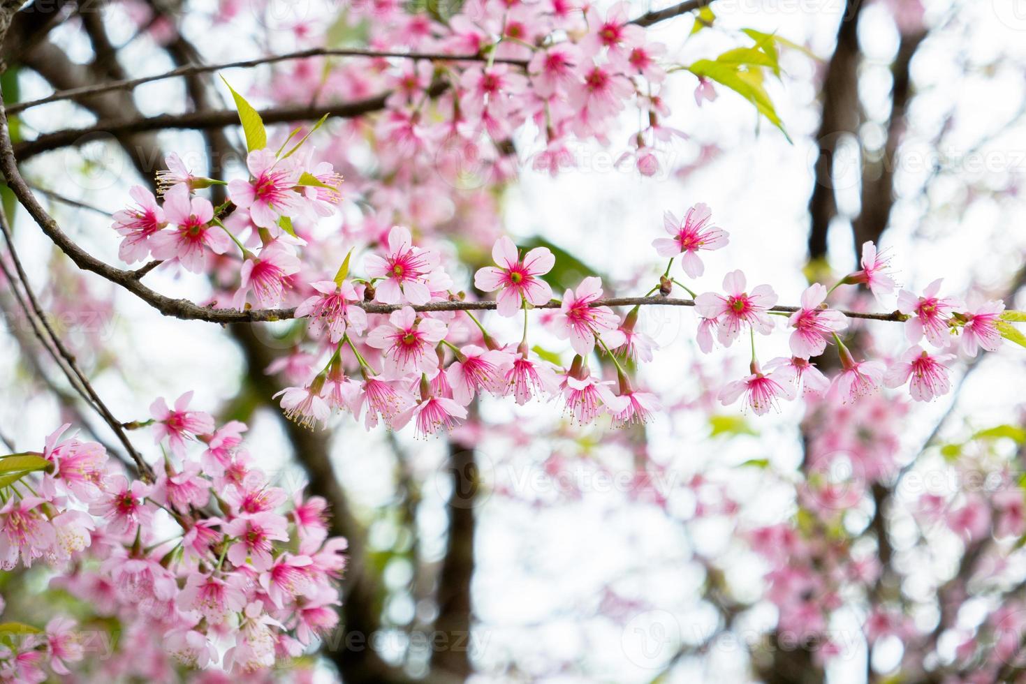 Pink sakura blossoms photo
