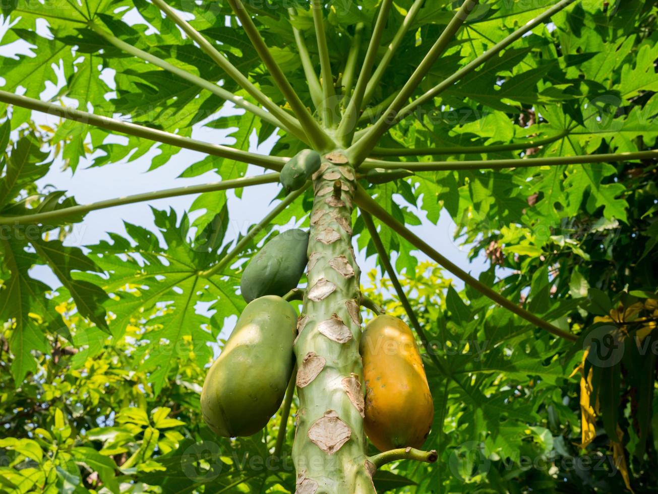 árbol frutal de papaya foto