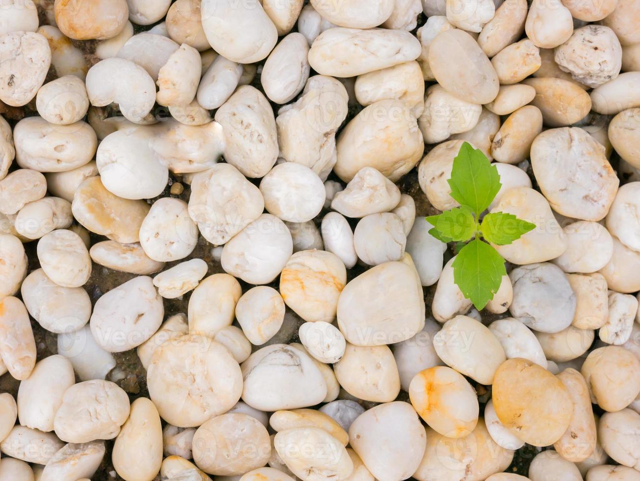 planta verde que crece a través de rocas foto