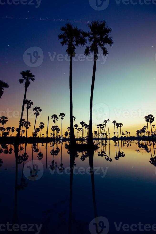 Palm trees in water at sunset photo