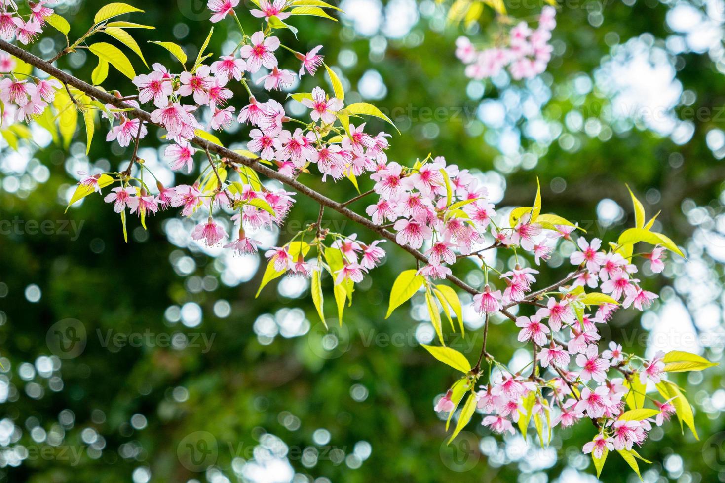 flores de cerezo contra hojas verdes foto