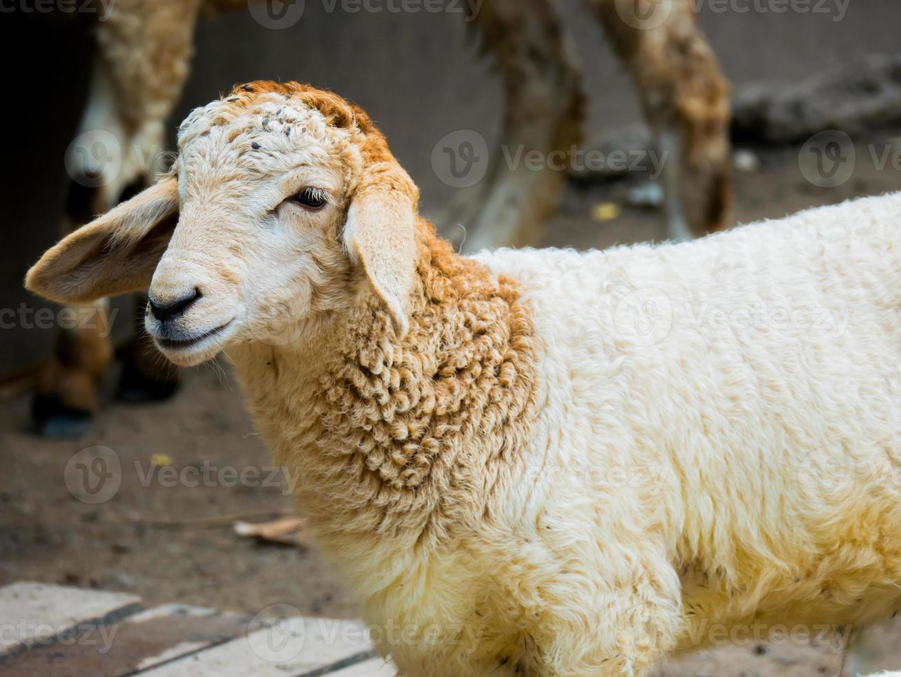 Sheep close-up outside photo