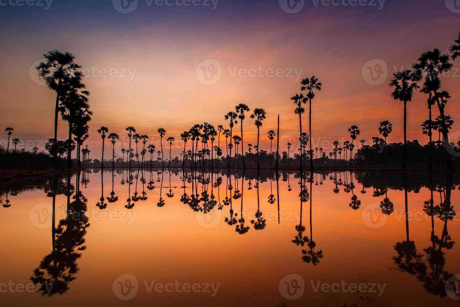 Palm trees reflecting in water at sunrise photo