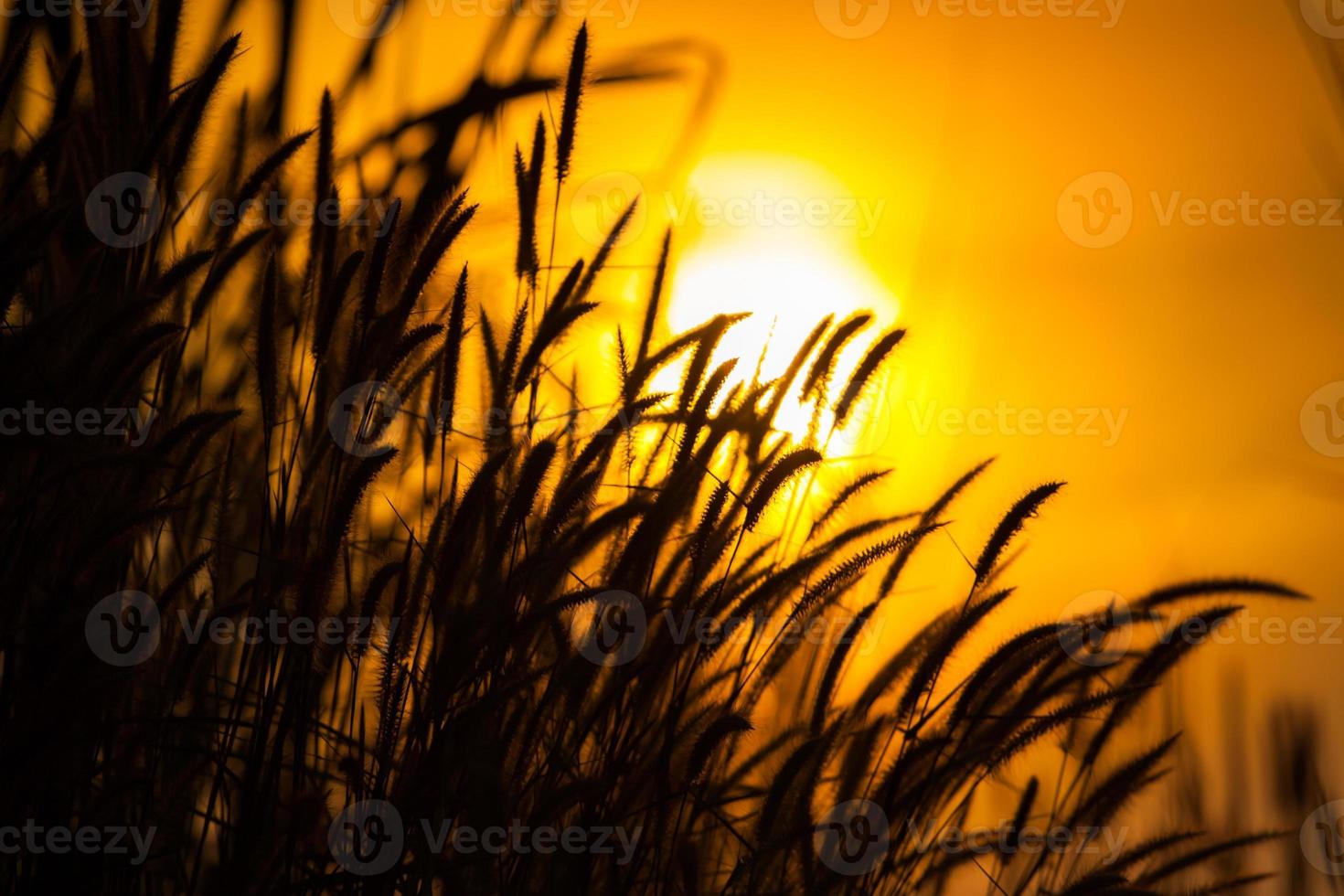 hierba recortada contra una puesta de sol foto