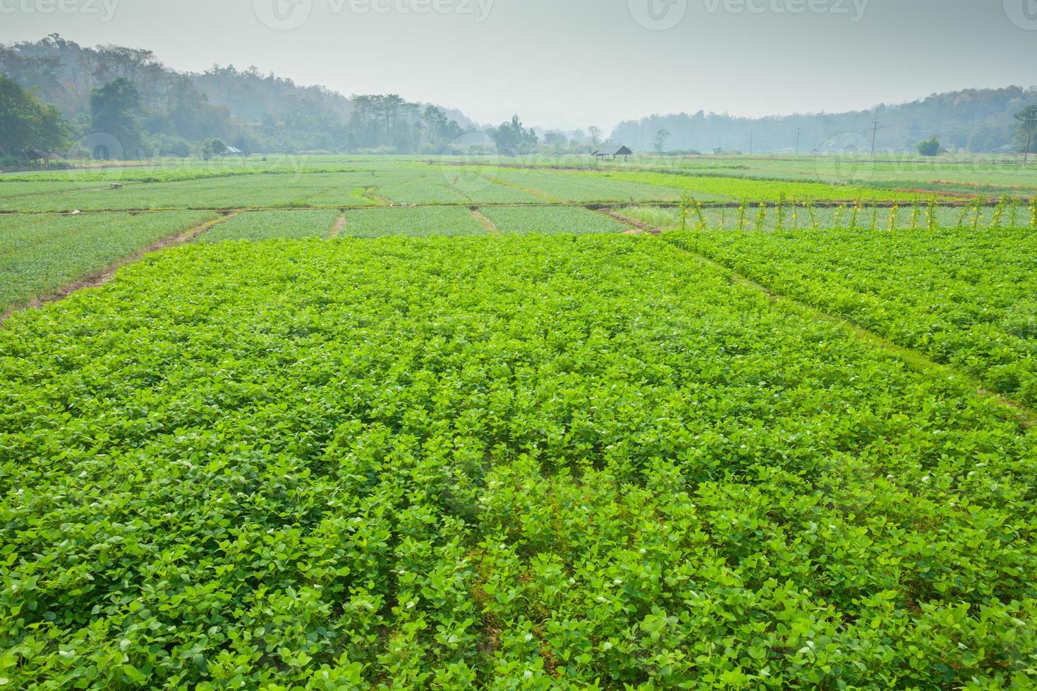 campo choy sum foto