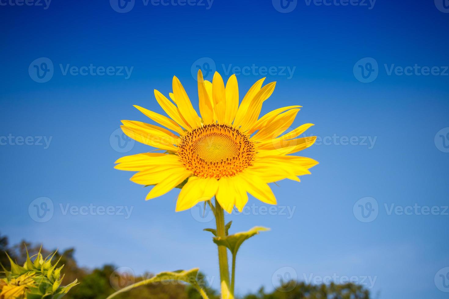 Yellow sunflower against a blue sky photo