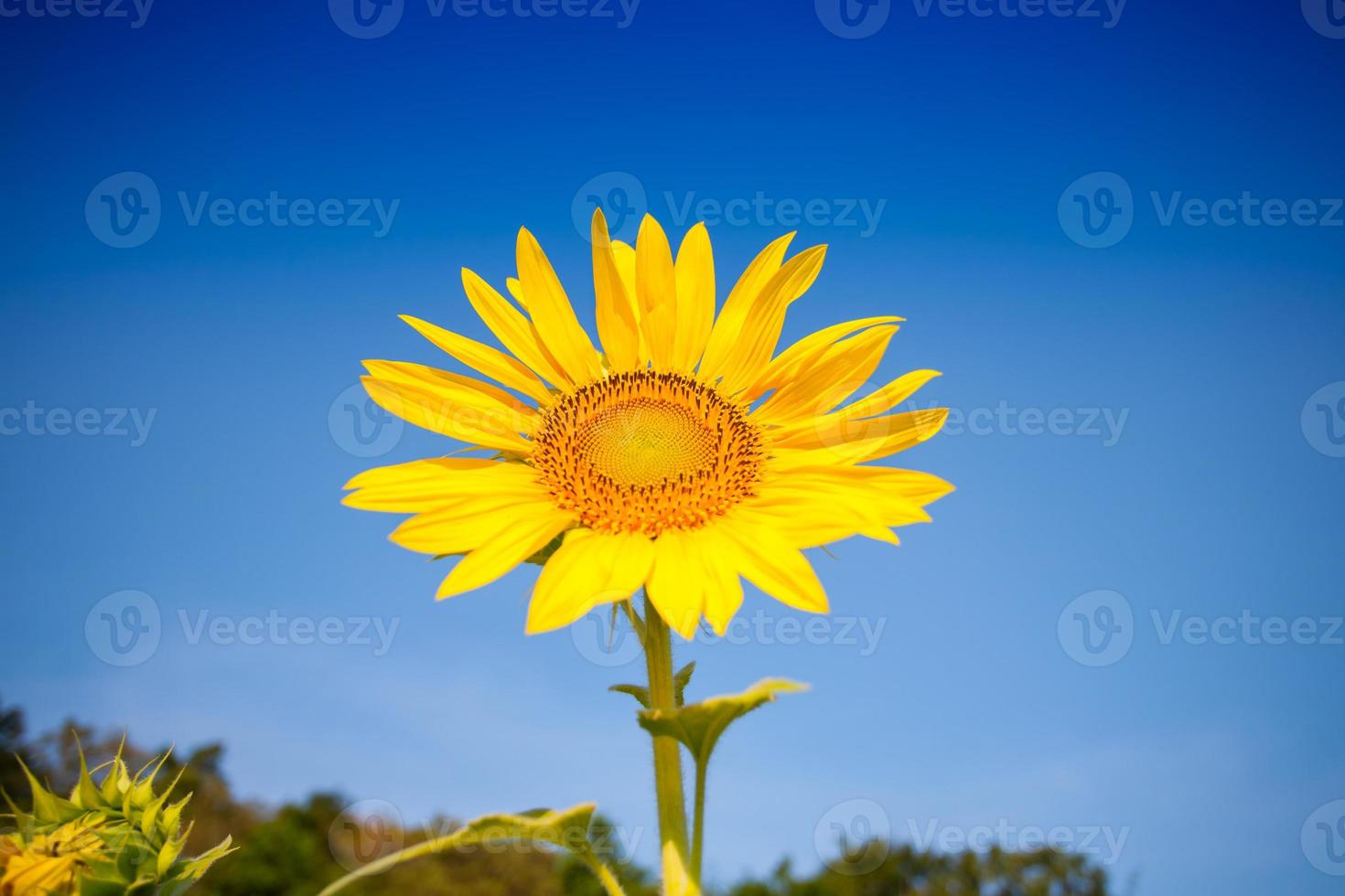 girasol amarillo contra un cielo azul foto