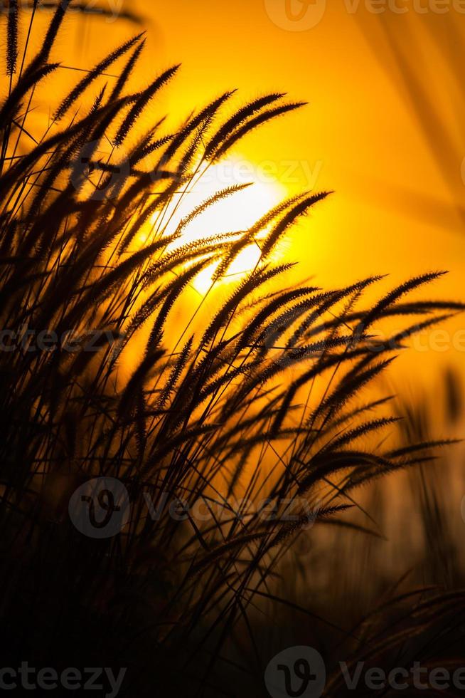 silueta de hierba con una puesta de sol naranja foto