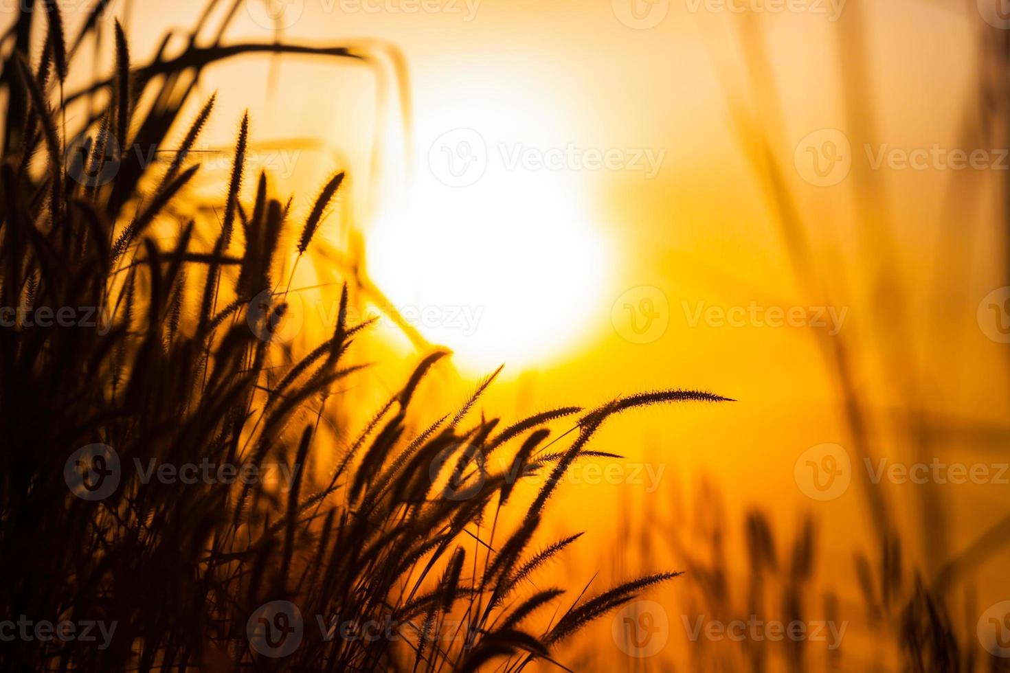 Silhouettes of grass against sunrise photo