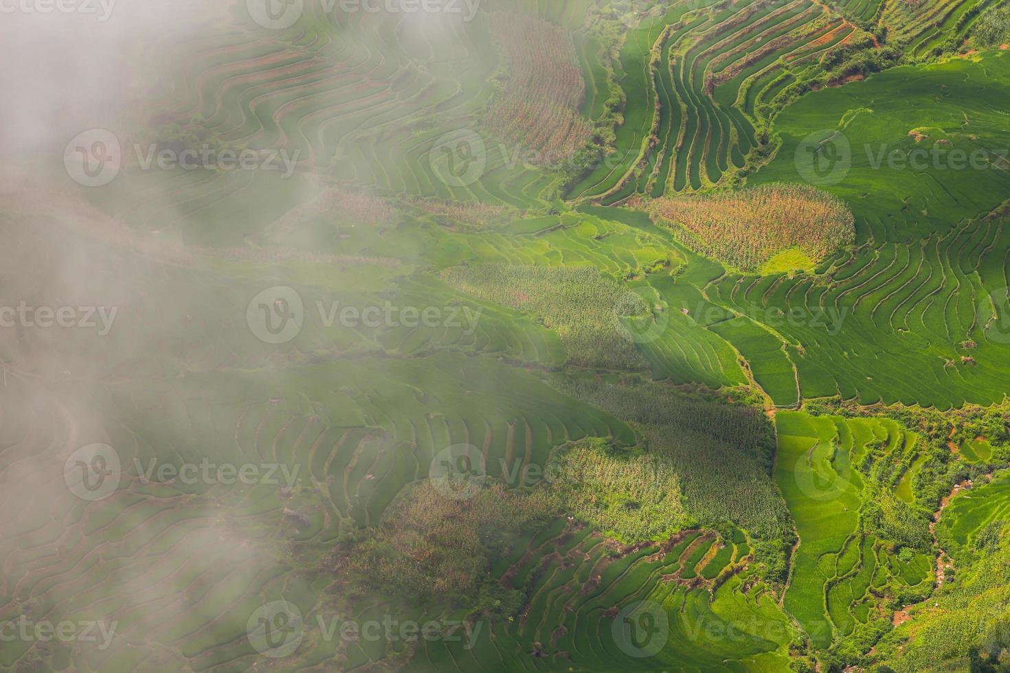 Vista aérea del campo de arroz envuelto en niebla foto