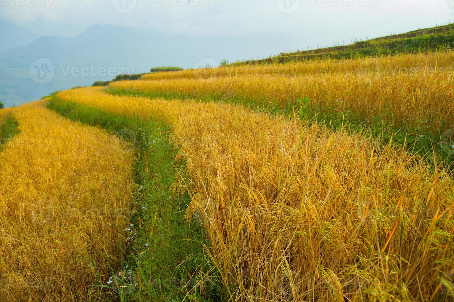 primer plano, de, un, campo de arroz foto