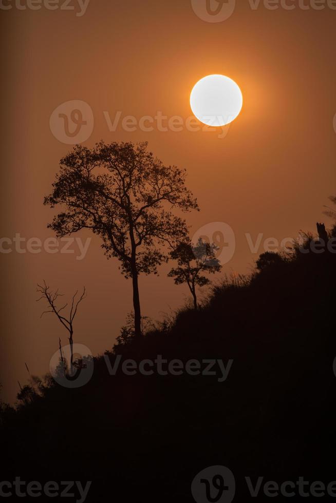 Orange sunrise and trees photo