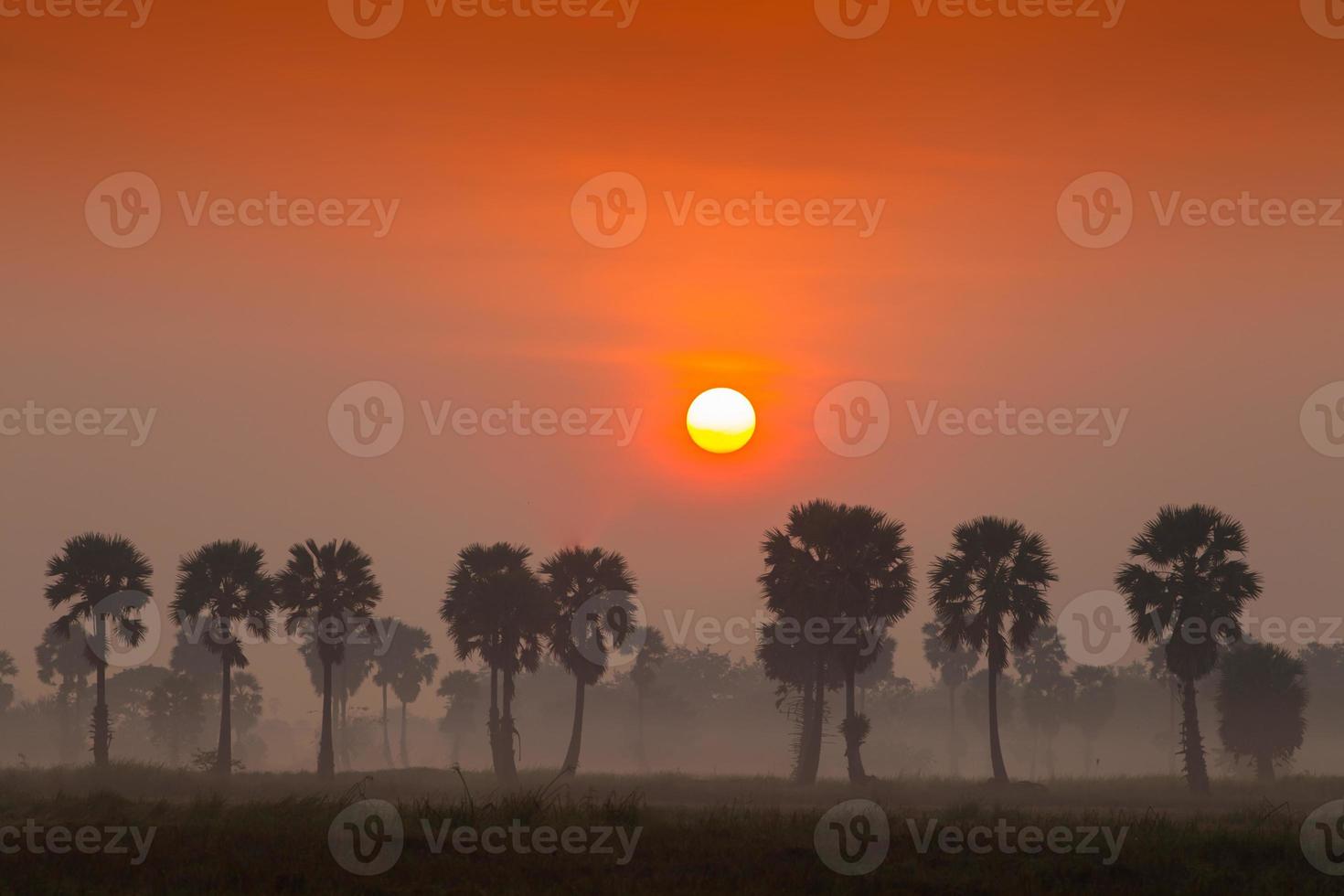 Red sunset with palm trees photo