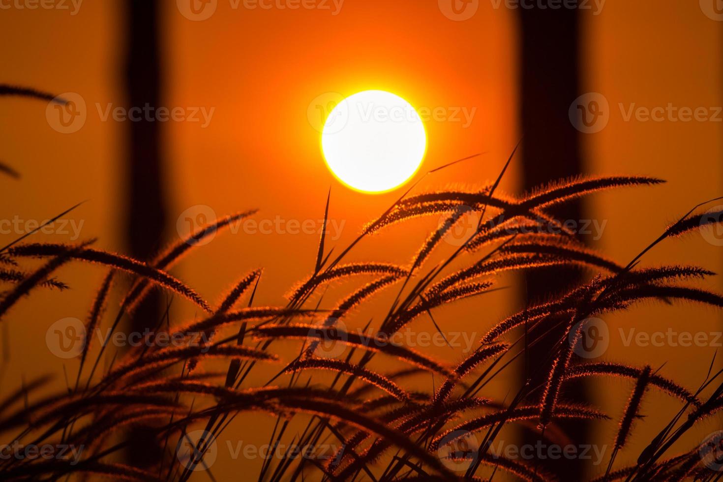 campo de hierba al amanecer foto