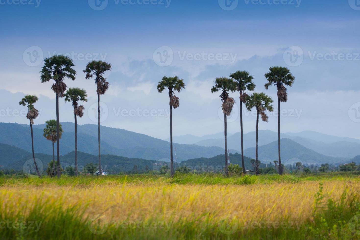 Palm trees and mountains photo