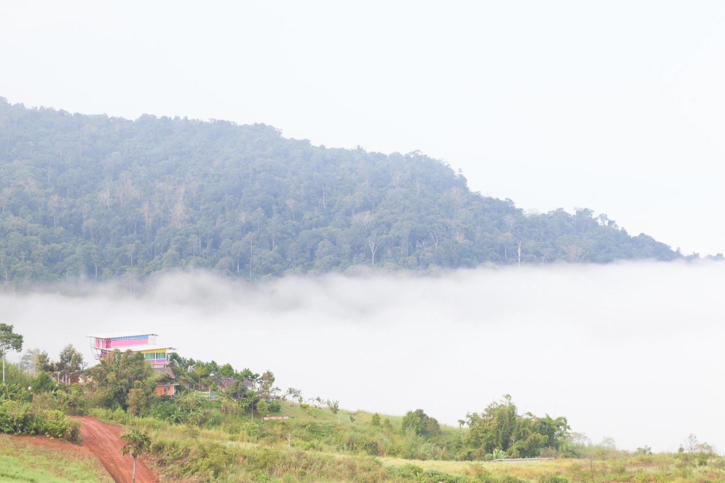 bosque cubierto de niebla en la montaña foto