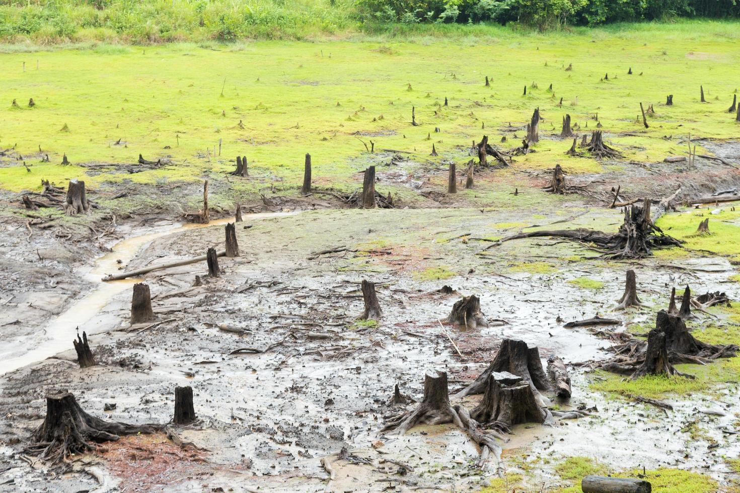 Stump of trees in the forest photo