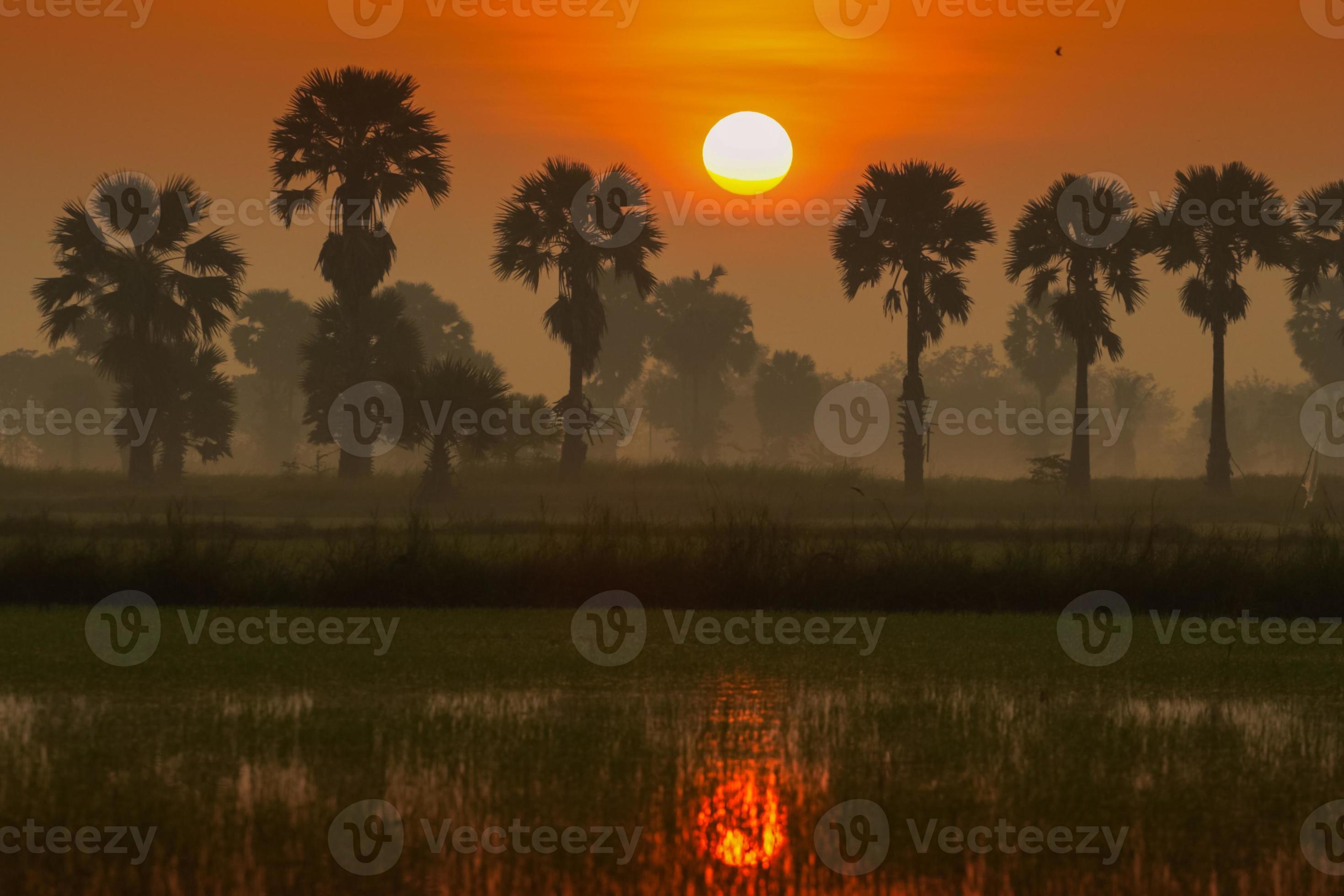 Sunset Behind Palm Trees 2010737 Stock Photo At Vecteezy Sunset Behind Palm Trees 2010737 Stock Photo At Vecteezy