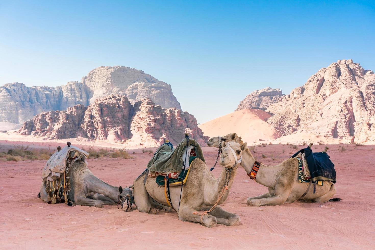 Paisaje desértico con camellos en Wadi Rum, Jordania foto