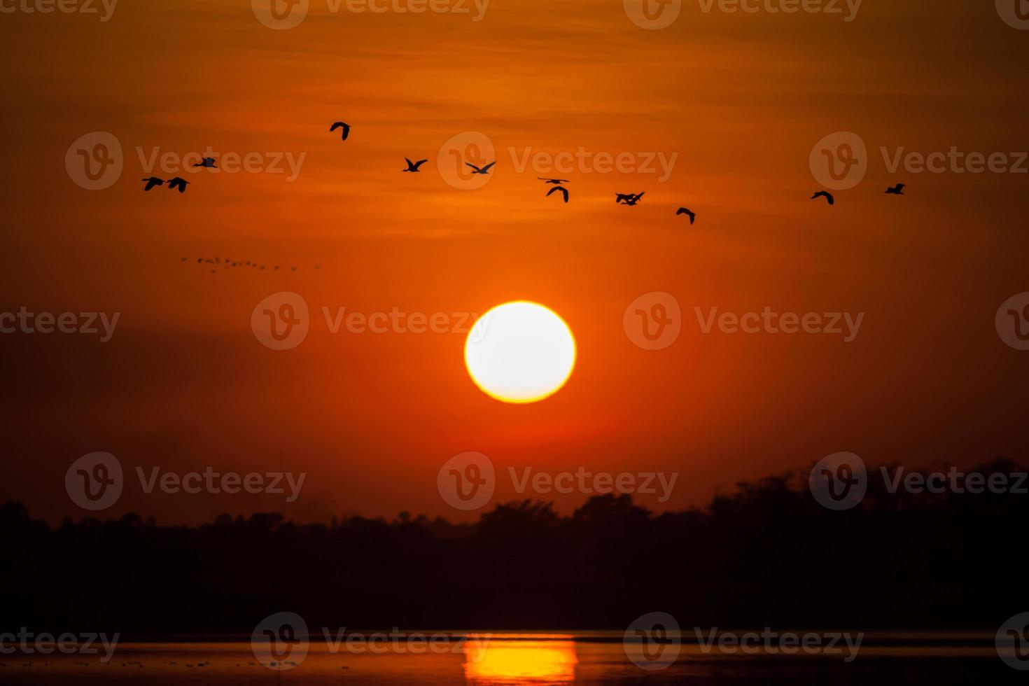 bandada de pájaros volando al atardecer foto