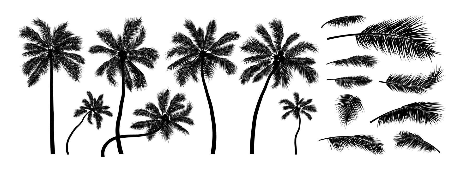 Silueta de árbol de coco sobre fondo blanco ilustración vectorial vector