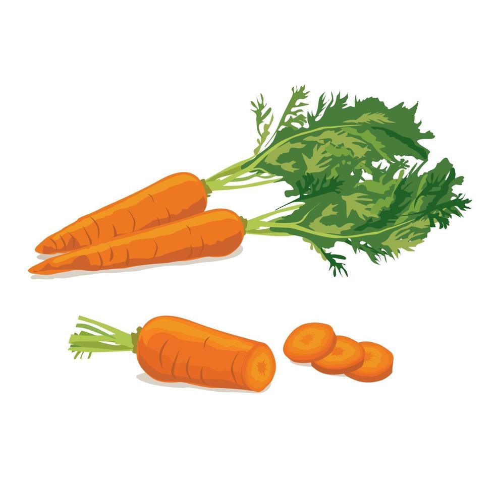 Ripe carrots, vegetable isolated on white background vector