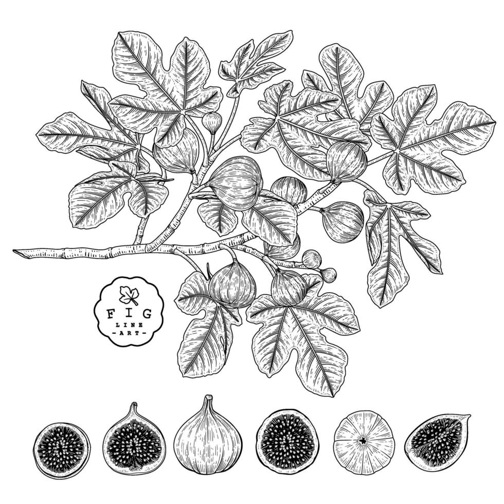 Vector Sketch fig fruit Hand Drawn Botanical decorative set
