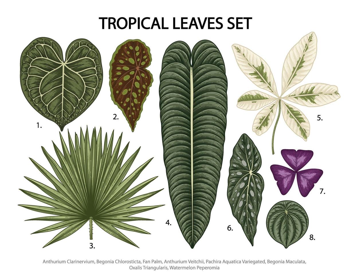 Leaves set vector botanical illustration, tropical exotic plant, jungle foliage isolated on white background.