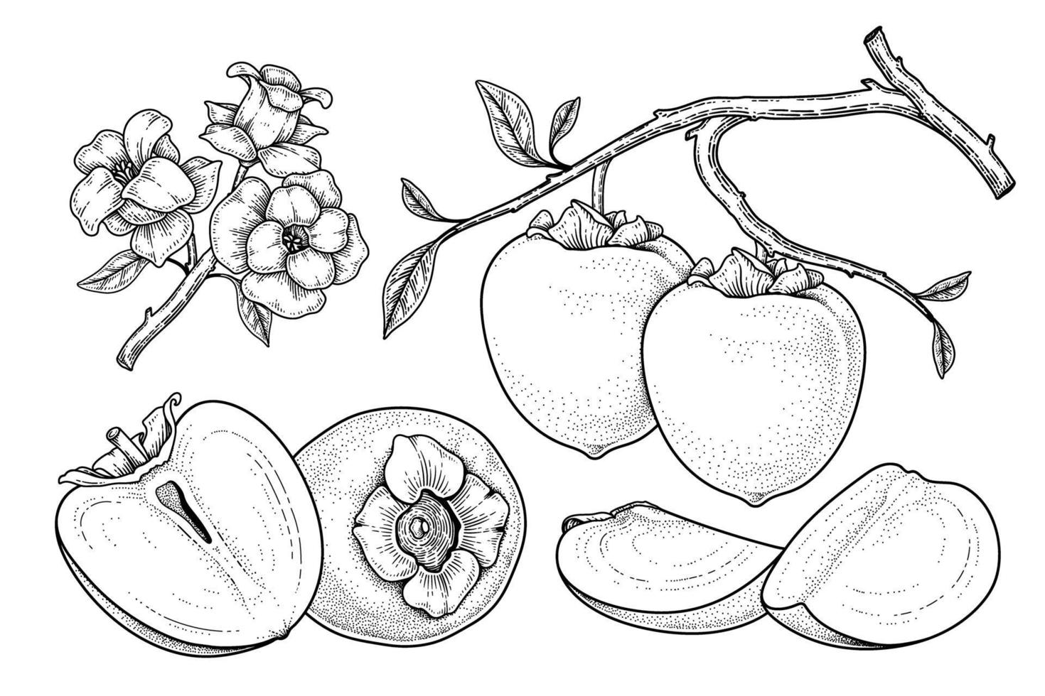 conjunto de elementos dibujados a mano de fruta de caqui hachiya ilustración botánica vector