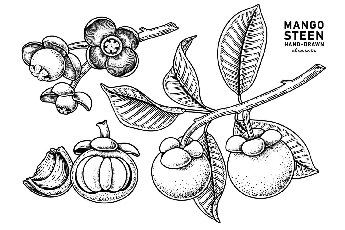 Set of mangosteen fruit hand drawn elements botanical illustration vector