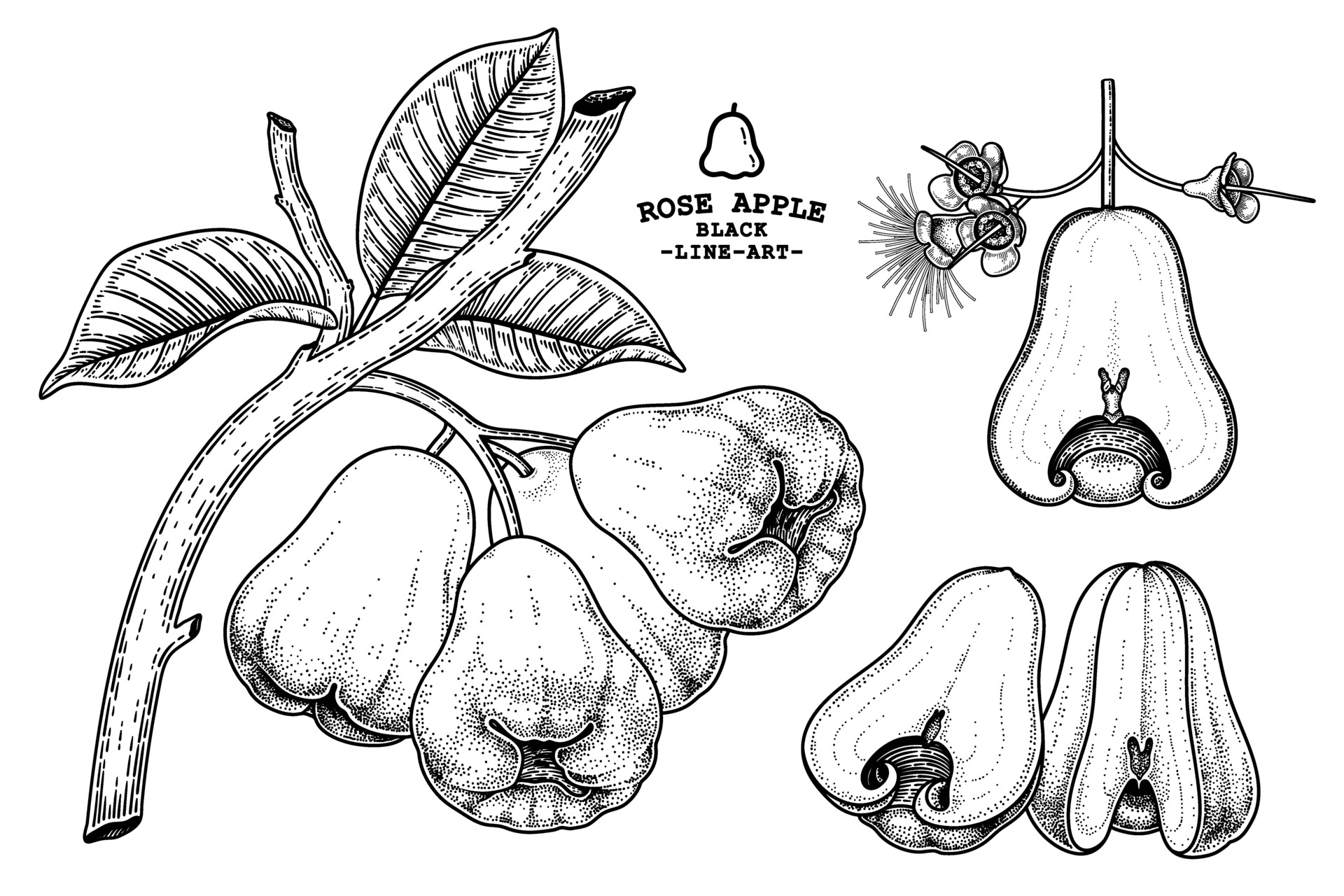Set of Rose apple fruit hand drawn elements botanical illustration 2013512 Vector Art at Vecteezy